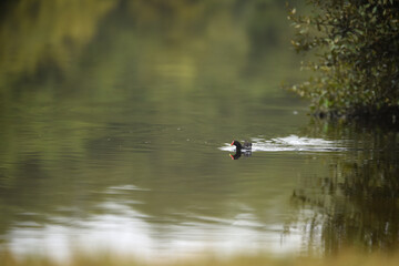 Common Moorhen - Gallinula chloropus - water hens - On the banks of lakes, they search for food, surrounded by green grass and trees
