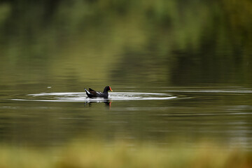 Common Moorhen - Gallinula chloropus - water hens - On the banks of lakes, they search for food, surrounded by green grass and trees
