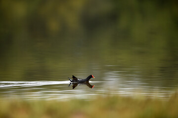 Common Moorhen - Gallinula chloropus - water hens - On the banks of lakes, they search for food, surrounded by green grass and trees
