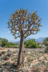 lone Quiver Tree plant at botanic gardens, Worcester