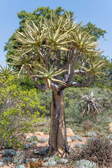 Quiver Tree with dotted bark at botanic gardens, Worcester