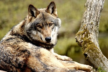 loup