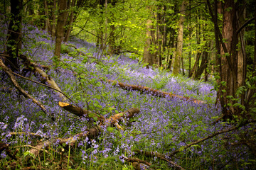 Bluebells in the woods. 