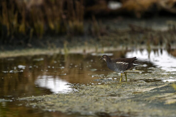 Common Moorhen - Gallinula chloropus - water hens - On the banks of lakes, they search for food, surrounded by green grass and trees
