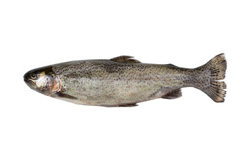 small Freshwater fish rainbow trout (Oncorhynchus mykiss). isolated on white background