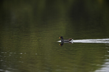 Common Moorhen - Gallinula chloropus - water hens - On the banks of lakes, they search for food, surrounded by green grass and trees
