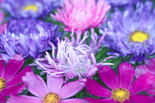 Macro soft focus purple pink Cosmos flower and aster. Violet flowers pictures. Garden cosmos or Mexican aster. Cosmos flowers background. Cosmos Bipinnatus. Banner Summer 
flowers of different colors