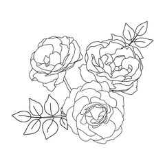 Rose hand drawn illustration in vecor. Sketches, line art.