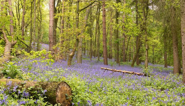 Bluebells in the woods