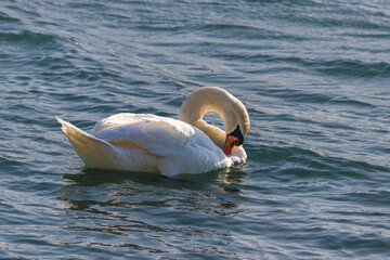 Mute Swan swimming on the surface of a pond in the golden evening light
