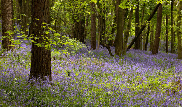 Bluebells in the woods