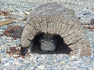 Magellanic Penguin - Otway Penguin Colony, Patagonia, Chile