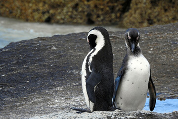 Cape penguins at Boulders Beach, Simon's Town, South Africa