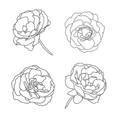 Set of rose hand drawn illustration in vecor. Sketches, line art.