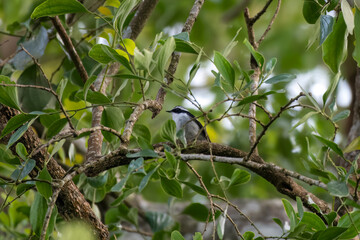 Little pied flycatcher or Ficedula westermanni observed in Latpanchar in West Bengal, India