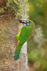 Northern Emerald Toucanet bringing food to its nest
