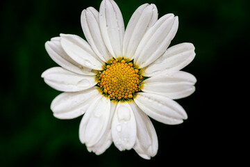 Fototapeta premium white daisy flower