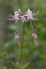 Red Columbine Wildflower High Point, NC
