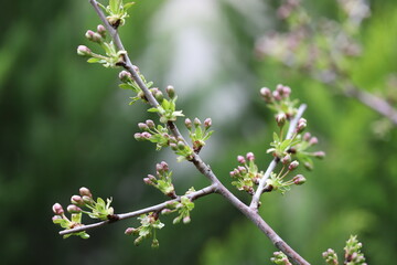 blooming tree