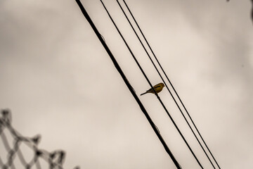 Serinus canaria pertence a la familia Fringillidae.