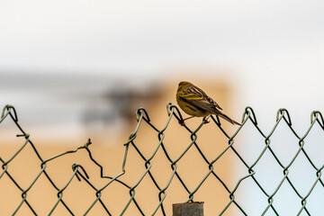 Serinus canaria pertence a la familia Fringillidae.