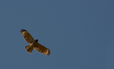 Red Shouldered Hawk in flight