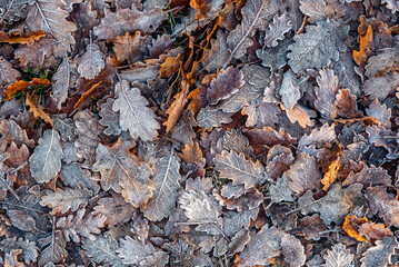 Beautiful frozen leaves on the ground (background texture)