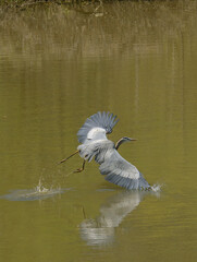 great blue heron in flight 1