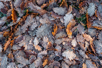 Beautiful frozen leaves on the ground (background texture)