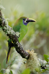 Northern Emerald Toucanet