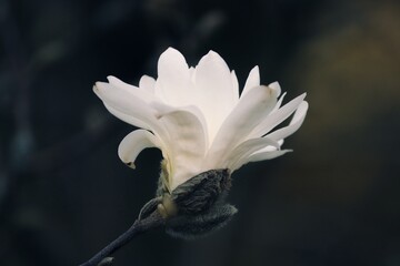 weisse Blüte einer Magnolie