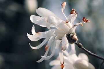 weisse Magnolie blüht im Frühling