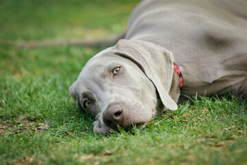 Young purebred Weimarnarer dog lying in the grass. Outdoor head portrait of Weimaraner purebred...