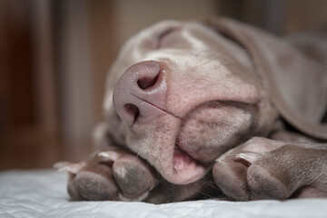 Close-up head portrait of a purebred Weimaraner puppy sleeping on a carpet. Sleeping dog at house