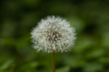 The dandelion puff, also known as Taraxacum platycarpum, is a marvel of nature that captivates both young and old. Its delicate white seeds, carried on the wind by feathery filaments.