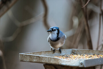 blue jay high resolution close up with clear feather details while perched on a feeding stand with bird seed