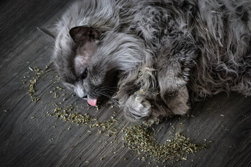 Long haired grey cat licking and playing in catnip