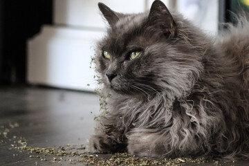 Long haired grey cat licking and playing in catnip