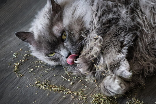 Long haired grey cat licking and playing in catnip