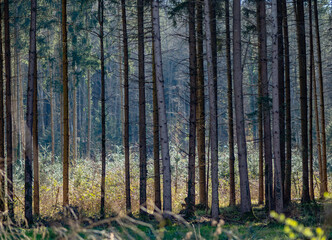 Obraz premium Wiederaufforstung im Mischwald durch Anpflanzen von jungen Bäumen