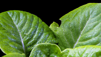 Fototapeta na wymiar Organic lettuce leaves macro close-up on a dark background