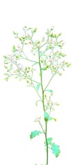 Blumea flower without background transparent