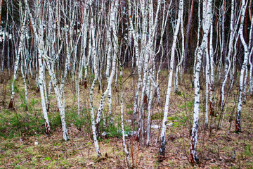 Young birch grove creates a beautiful background pattern