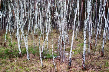 Foto auf Acrylglas Birkenhain Young birch grove creates a beautiful background pattern