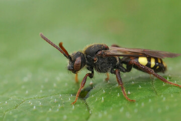 Closeup on a female dark colored Early Nomad bee, Nomada leucophthalma sitting on a green leaf