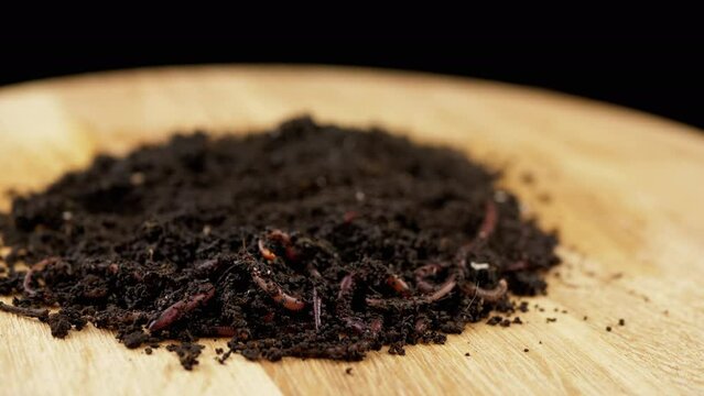 Close up, Crawling Red Earthworms in Black Soil Isolated on Wooden Background. Slow motion. Group of wriggling earthworms in wet compost. Fishing worms. Red worms Dendrobaena. Loosening fertile soil.