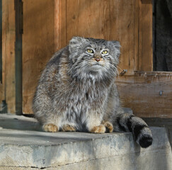 Pallas cat (Otocolobus manul), also known as manul, small wild cat with long and dense light grey fur, and rounded ears