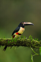 Collared Aracari perching on branch,