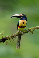 Collared Aracari perching on branch,