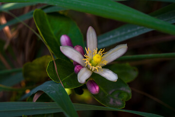 Lime flowers are blooming waiting for insects to pollinate them.